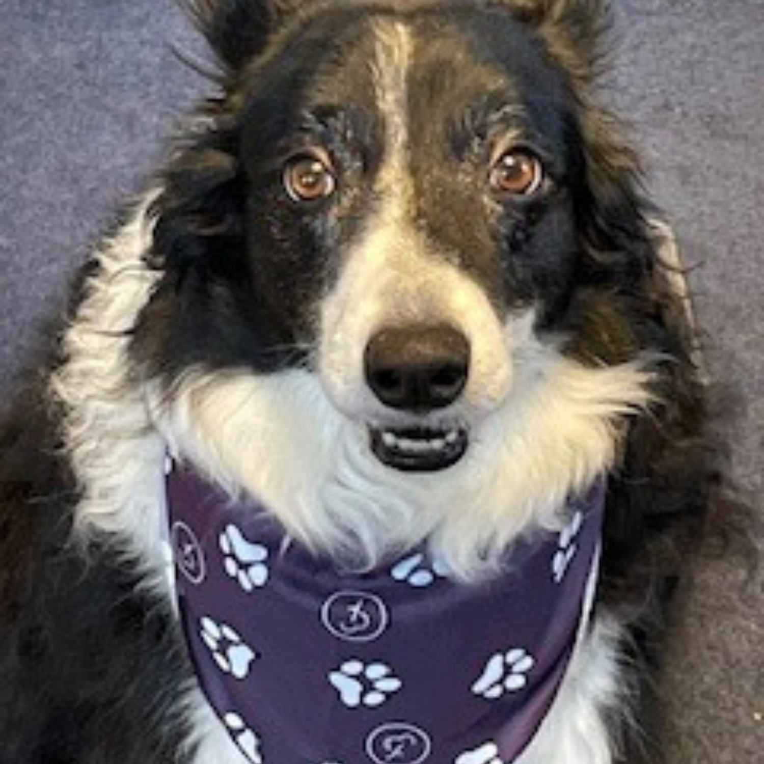 Pet Barkdana